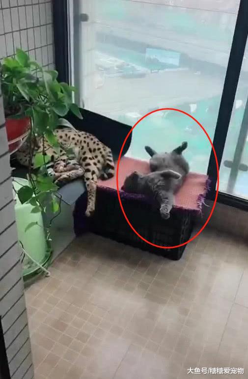 蓝猫睡姿太“奇葩”被主人打，醒来后一脸幽怨，小眼神笑喷了！