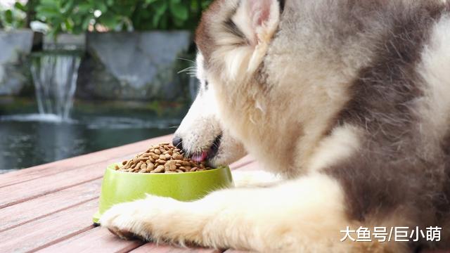 重点关注这5点，避开买狗粮的坑，狗狗吃得更放心