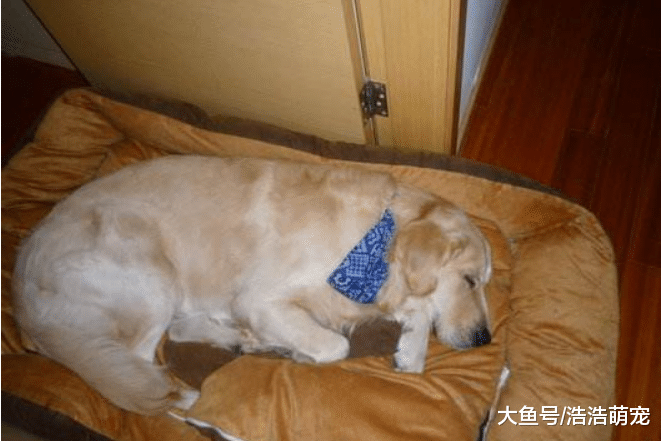 狗狗为什么喜欢咬主人的衣服？原因有5个，很多人宠主都不知道