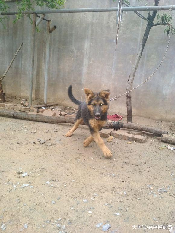 这只德牧长大看门没问题，从小就不让人省心，外面有狗路过它都闹