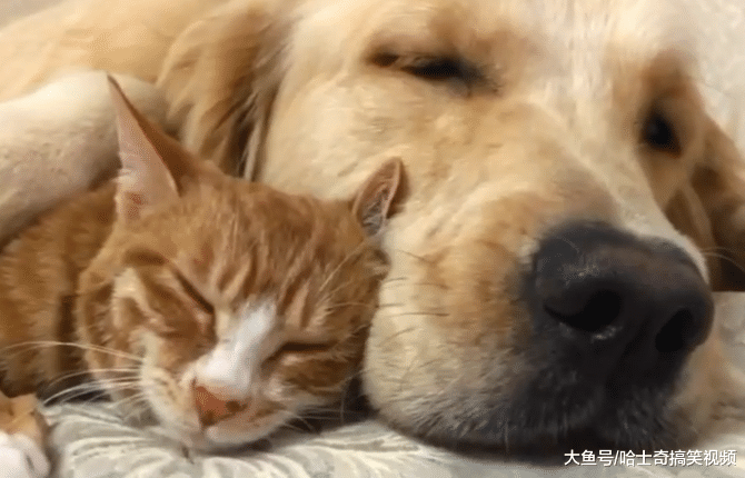 金毛救了一只橘猫，结果半年后，过上了“没羞没臊”的生活