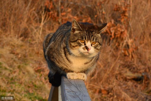 猫群中也有出主意的猫，大多曾生活在人家中，会深度影响其他猫