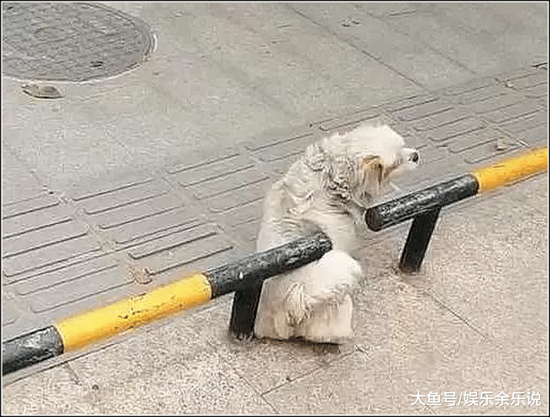 流浪狗被围栏卡住，路人跑上前救助，仔细一看差点没被气哭