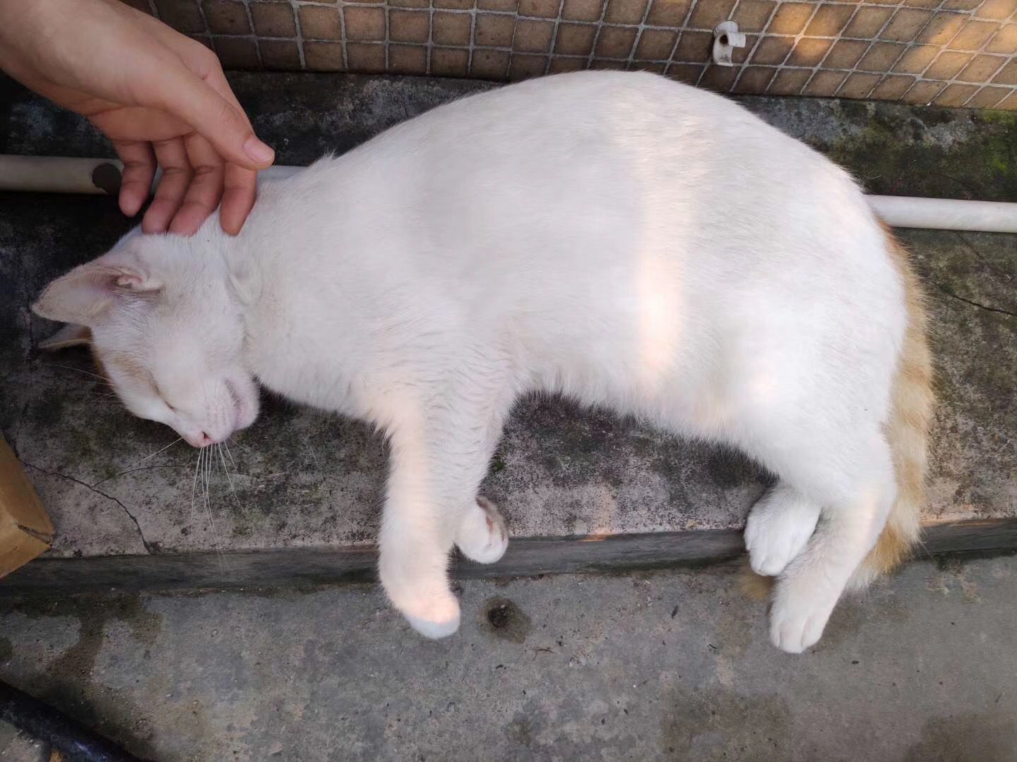 大白猫很热情，想跟别的猫猫做朋友，被拒绝后好委屈！