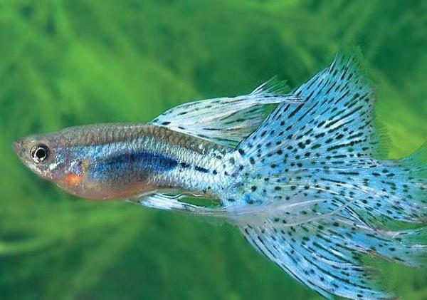 地球上10大最常见的热带鱼品种，接吻鱼和孔雀鱼上榜，你养了吗？