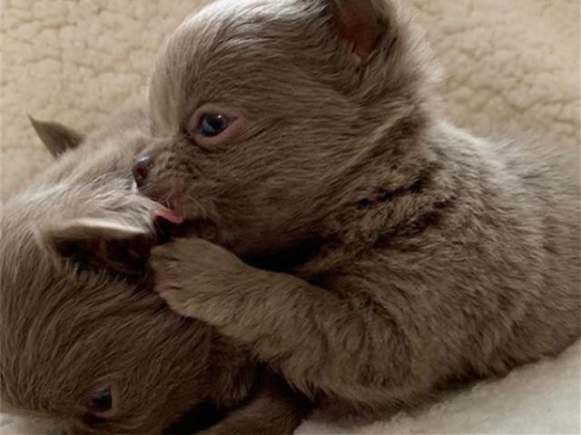 小狗因长着猫脸被抛弃，被女孩拯救后，机缘巧合才知兄弟已成网红！