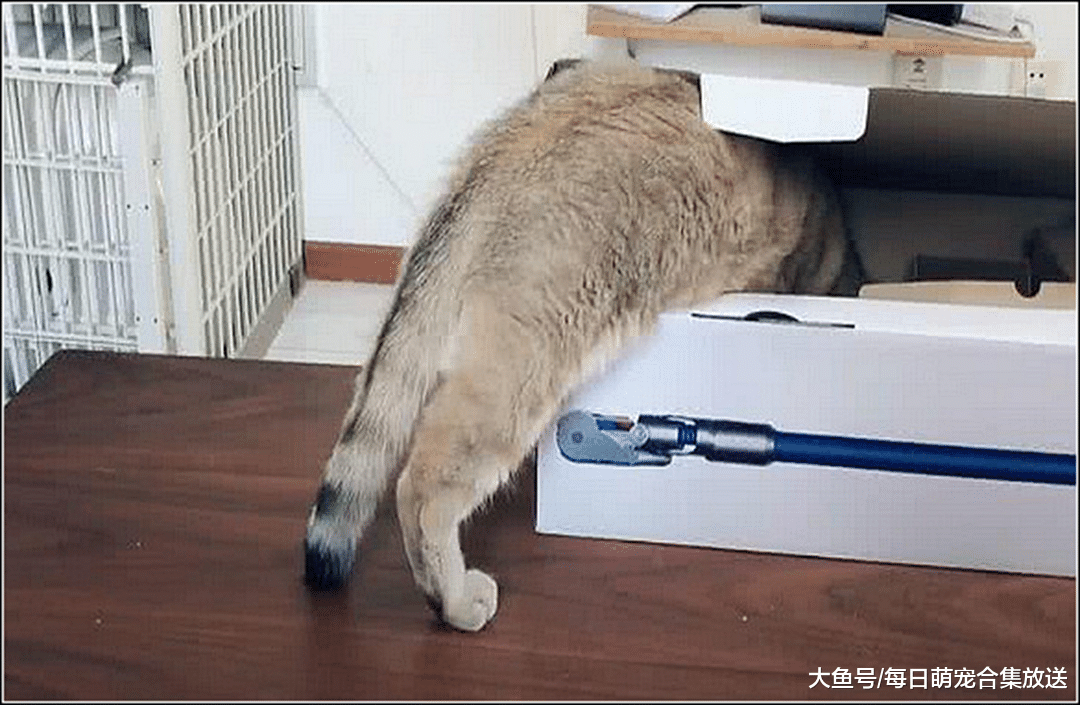 猫咪绝育后，女主发现它有点反常，偷偷一瞄瞬间陷入深深自责