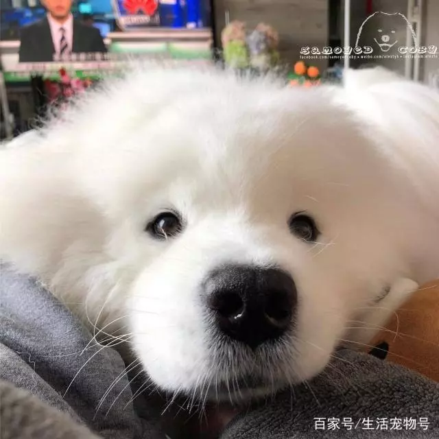萨摩宝宝可以说是狗中颜霸了，据说每个想养狗的人都对它动过心！