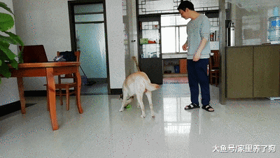 贪吃和贪玩的拉布拉多，吃和玩到底哪个重要？