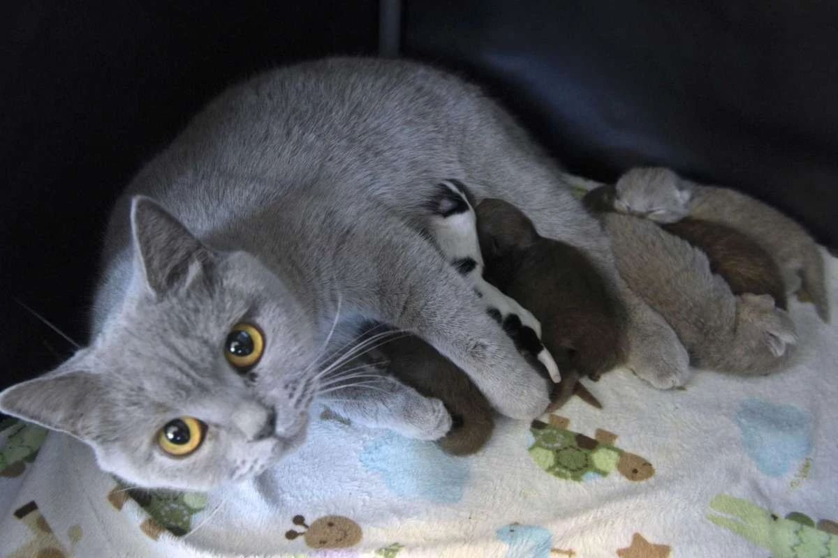 猫妈妈竟然接受一只没奶吃的小狗，兽医：母猫救了它一命！