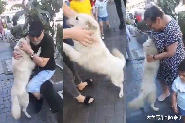 这一瞬简直不要感人！狗狗走失2个月后在相隔90km处奇迹重逢