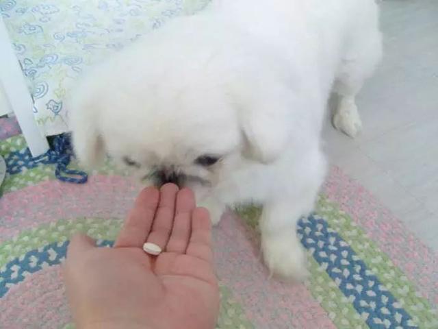 爱犬驱虫后出现不良反应, 主人应注意三要点, 牢记不可盲目喂药!