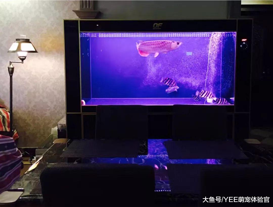 私人定制观赏鱼粮，营养充沛但少了它