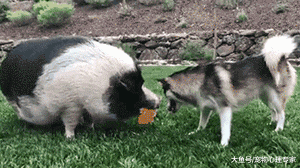 怕二哈孤独，主人买来一只迷你猪作伴，2个月后狗崩溃了