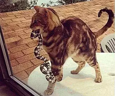 女子收養一只流浪橘貓，第二天就收到了貓的回報，網友：是個狠貓