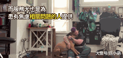 主人恐慌症病发，狗狗立刻冲到怀里，安慰主人别怕有我在