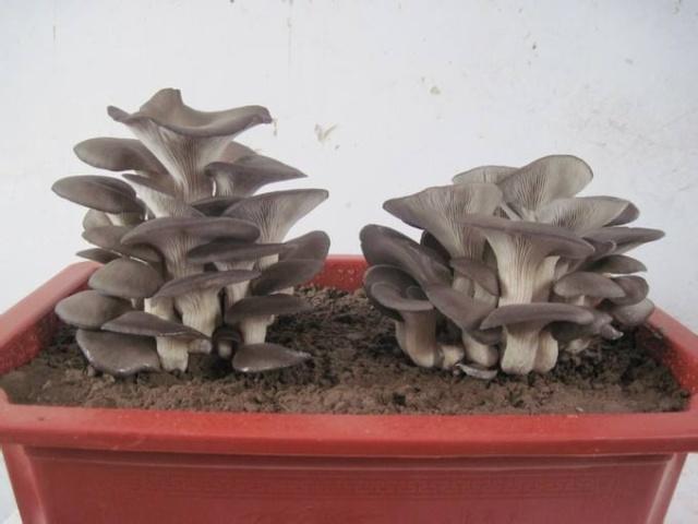 大妈在阳台“盆栽蘑菇”，3天收一次，整年不用买蘑菇了！