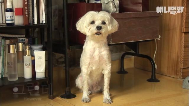 申請狗狗記掛去世好友，每天都嗅著老舊衣服，沉迷悲傷頹廢度日