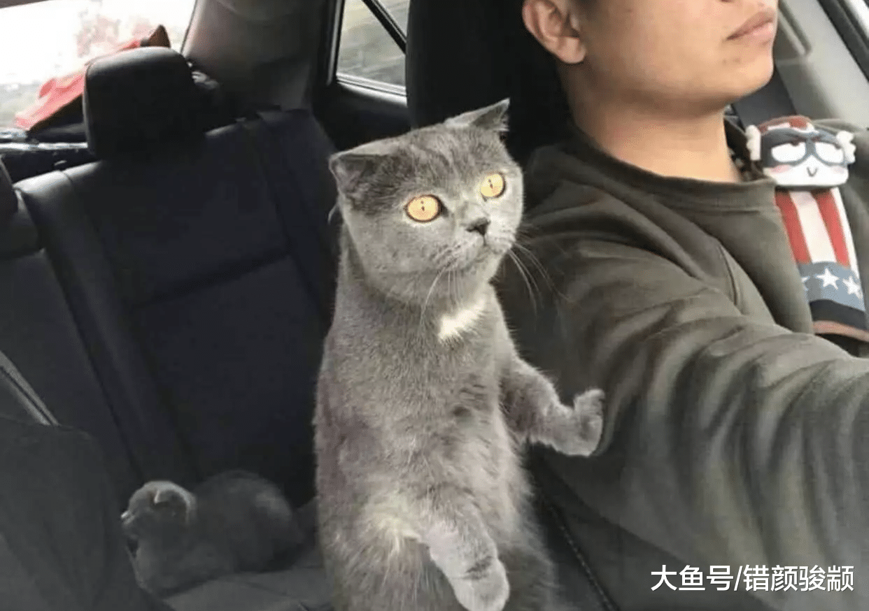 宠主正在开车，猫咪突然伸爪搭肩，有谁注意到后座猫的表情