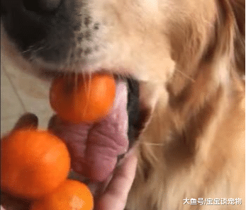 你永远也不知道认真偷东西吃的狗狗，嘴里能藏多少个橘子！