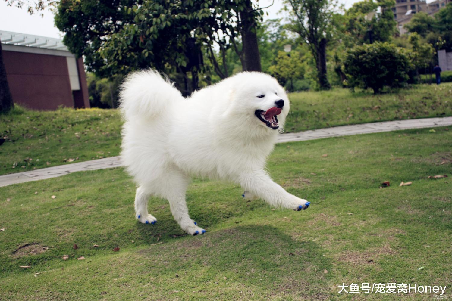 世上只有爺爺好，有爺爺疼的薩摩是塊寶！