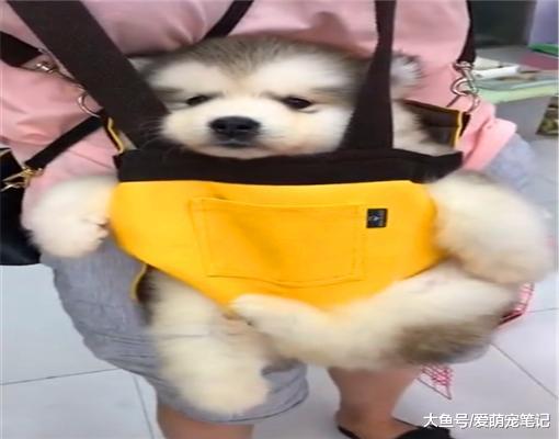 阿拉斯加每次被宠主抱着外出，都会做出呆萌的表情，萌化路人心