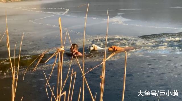男子发现两狗坠入冰湖，为拯救遇难狗狗，一人一金毛无畏跳湖救命