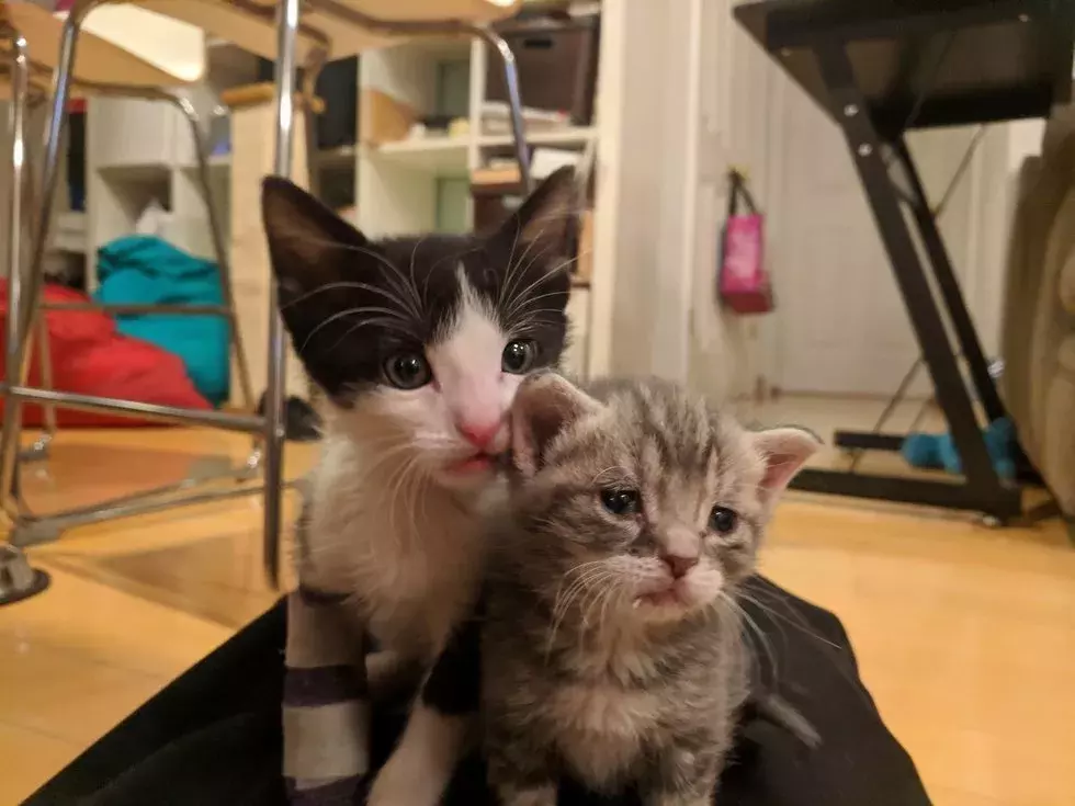 不想被截肢，4周大的小奶猫靠信念让骨折痊愈！