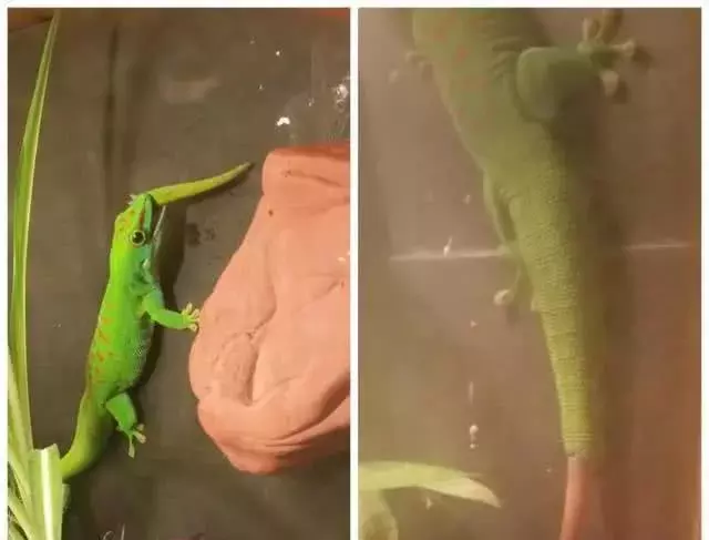 生物獵食, 圖3餓了連自己都吃, 更有蜈蚣活活把蛇吃掉