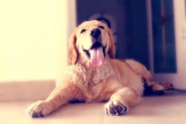 暖男金毛饲养很简单，可仍有四点雷区不能碰，不然将缩减狗狗寿命