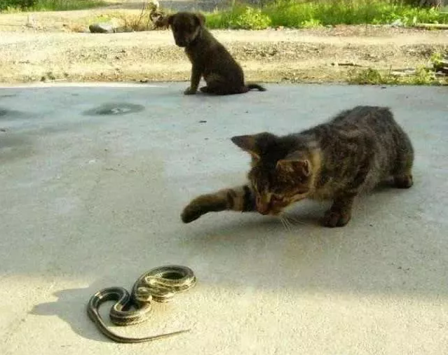 猫咪和蛇干架，为什么从没见蛇赢过？终于知道原因了！