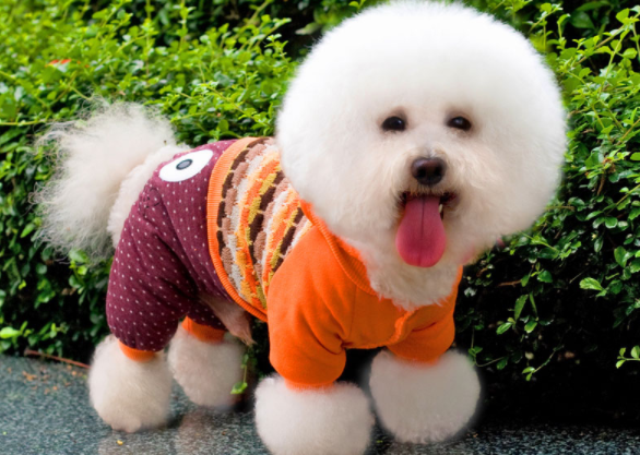 狗狗拉肚子就是细小？身为一名合格的铲屎官，这些知识很重要