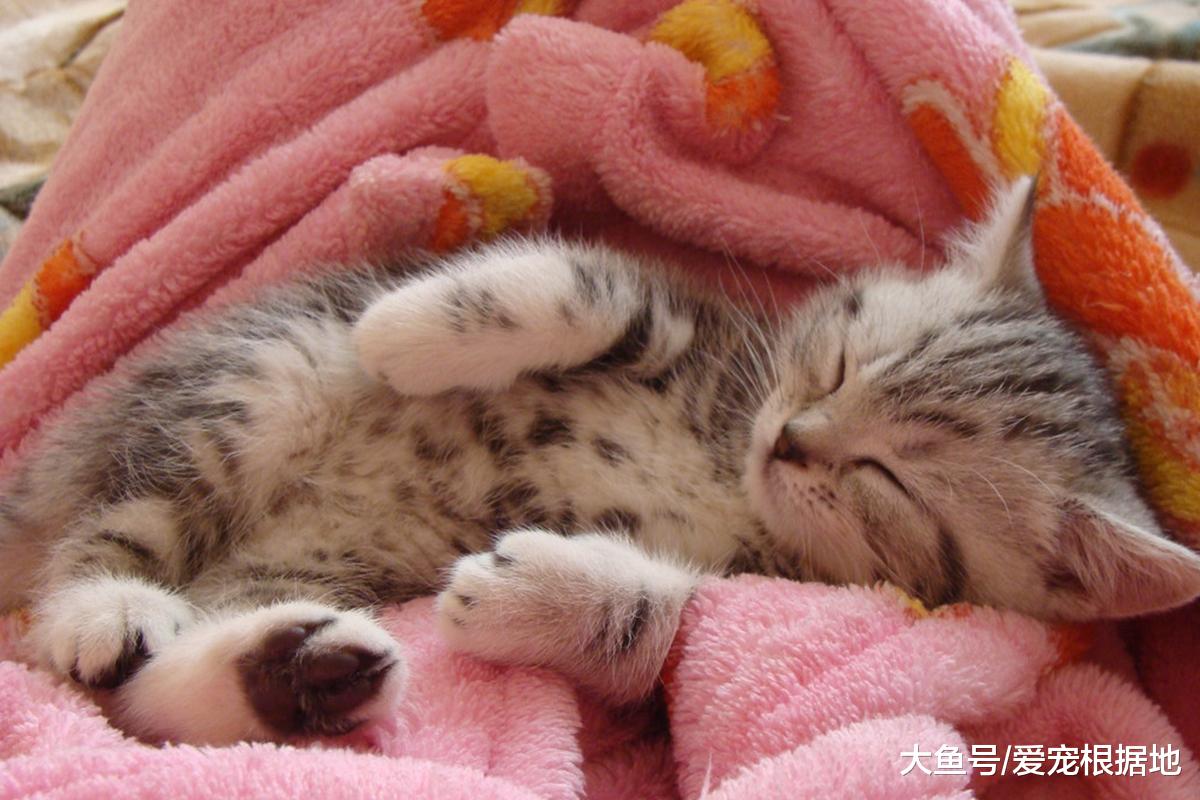 猫咪的五种睡姿，代表对主人不同的信任程度，你家猫咪是哪种呢？