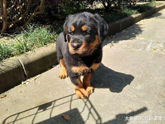 罗威纳很自由，它可以自己在门外玩，有陌生人就躲回家