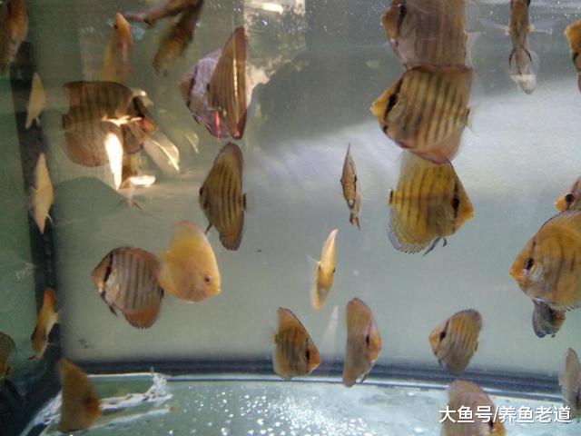 飼養觀賞魚長期的保健工作才是最關鍵的，其實做起來不難！