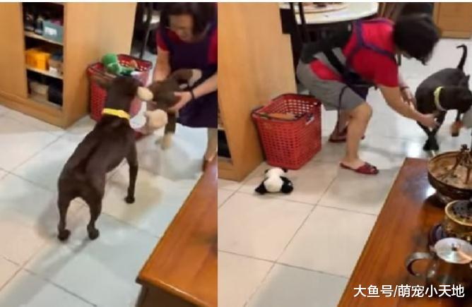 妈催睡觉，乖宝宝汪飞奔收玩具，快到篮子180度大转弯