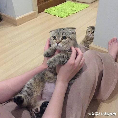 主人正和猫咪玩耍, 另一只猫: 最烦你这个喜新厌旧的人!