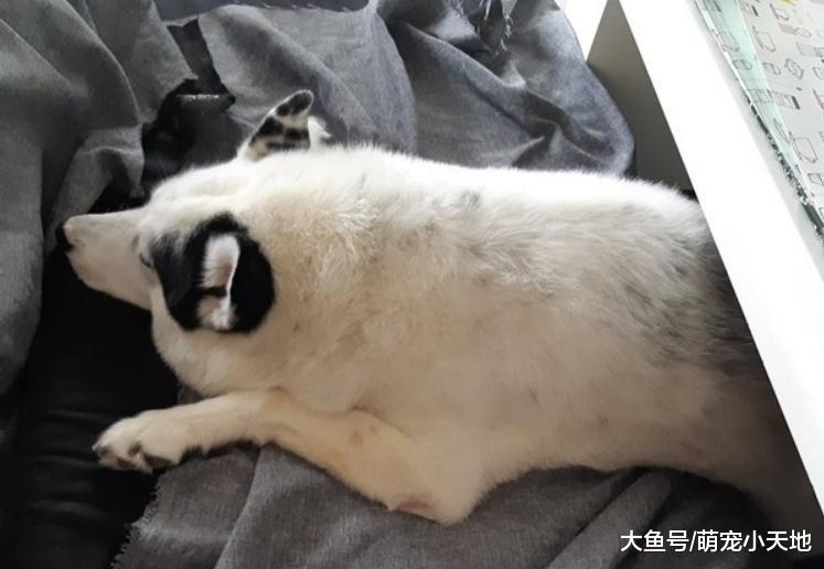 混血二哈一碰水就石化僵在那儿动也不动，完美演绎眼神死