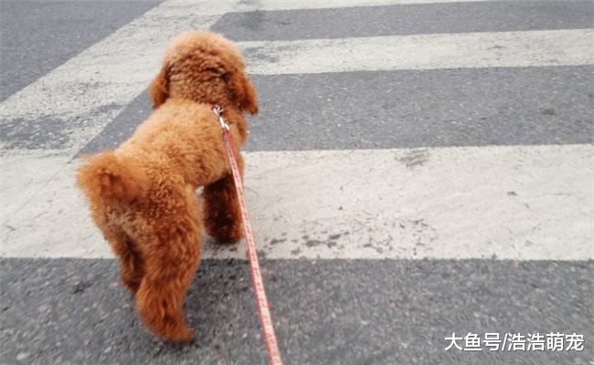 泰迪很聪明，它喜欢主人会有5种表现，你发现了吗？