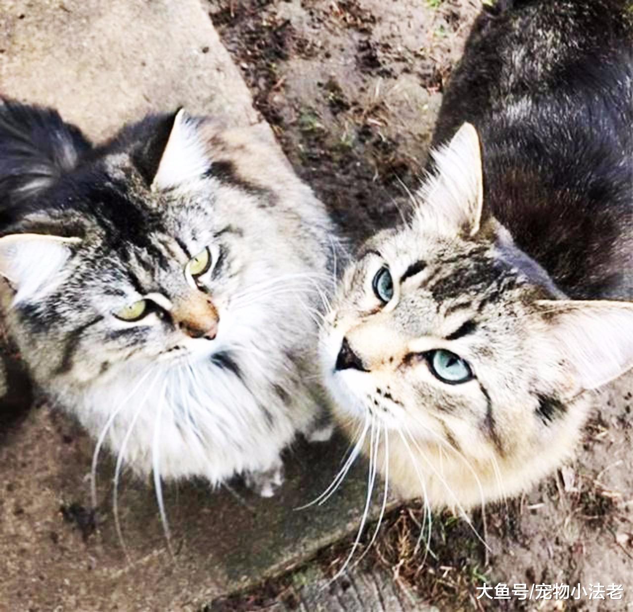 喵星球“屌丝”逆袭，从流浪猫变成电影明星，还收获1000万粉丝！