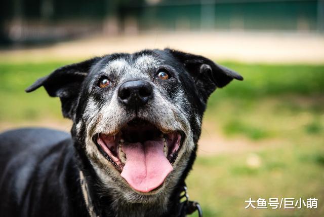 当狗狗步入老年阶段，主人要避开这4个护理误区，才能让它活更久