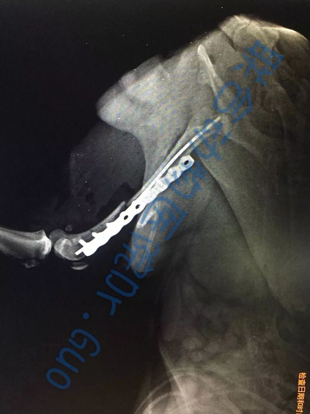 猫咪狗狗骨折了怎么办？扒一扒宠物“骨子里”的那些事