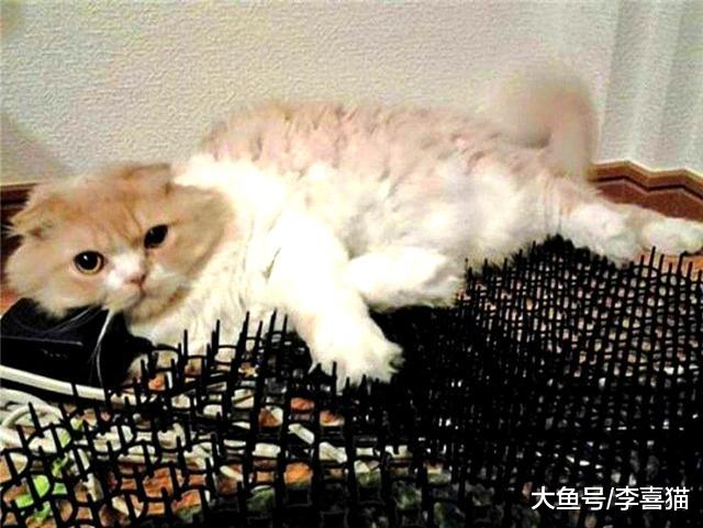 猫咪爪垫上贴胶带行为会带来三大危害，请铲屎官不要盲目跟风模仿