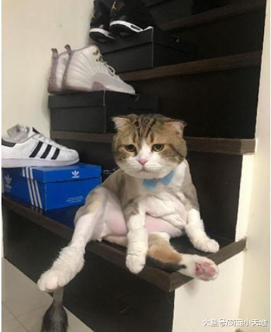 9Kg胖猫吃醋, 专挑妈妈心爱的杯子下手, 让她的心碎满地