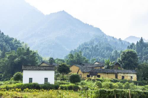 极力推荐: 这种野草的价值, 高到令人难以置信。你家门口就有。