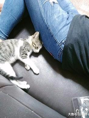 每个人都逃不过真香定律，带猫咪回家被骂，隔天却被警告别吵醒它