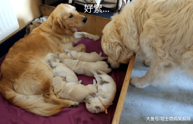 金毛刚成年就生了宝宝，“拔拔”在旁边安慰它，辛苦你了