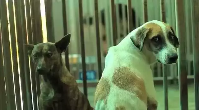 每年，都有2亿条生命被抛弃、虐待：我们虽然没有杀过人，却都差点做了刽子手