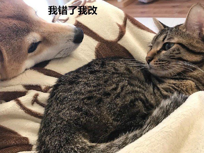 喜欢躲起来偷偷吓唬主人的小奶喵，真的好可怕哦