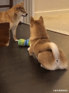 两只柴犬抢夺玩具，因胜出方式独特总红，最狠的眼神配最怂的动作
